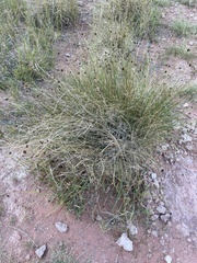 Schoenus nigricans