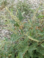 Atriplex tatarica