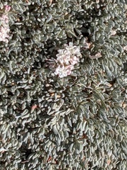Eriogonum kennedyi austromontanum