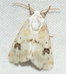 Schinia nundina