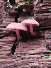 Callistosporium purpureomarginatum