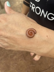 Trigoniulus corallinus