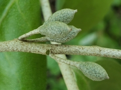Elaeagnus
