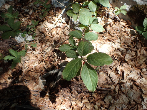Sitno pasje grožđe (Lonicera alpigena)