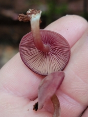 Callistosporium purpureomarginatum