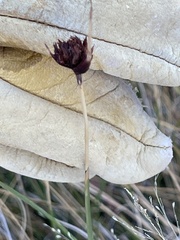 Schoenus nigricans