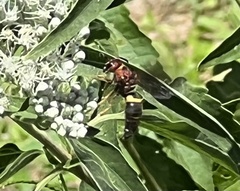 Euodynerus crypticus