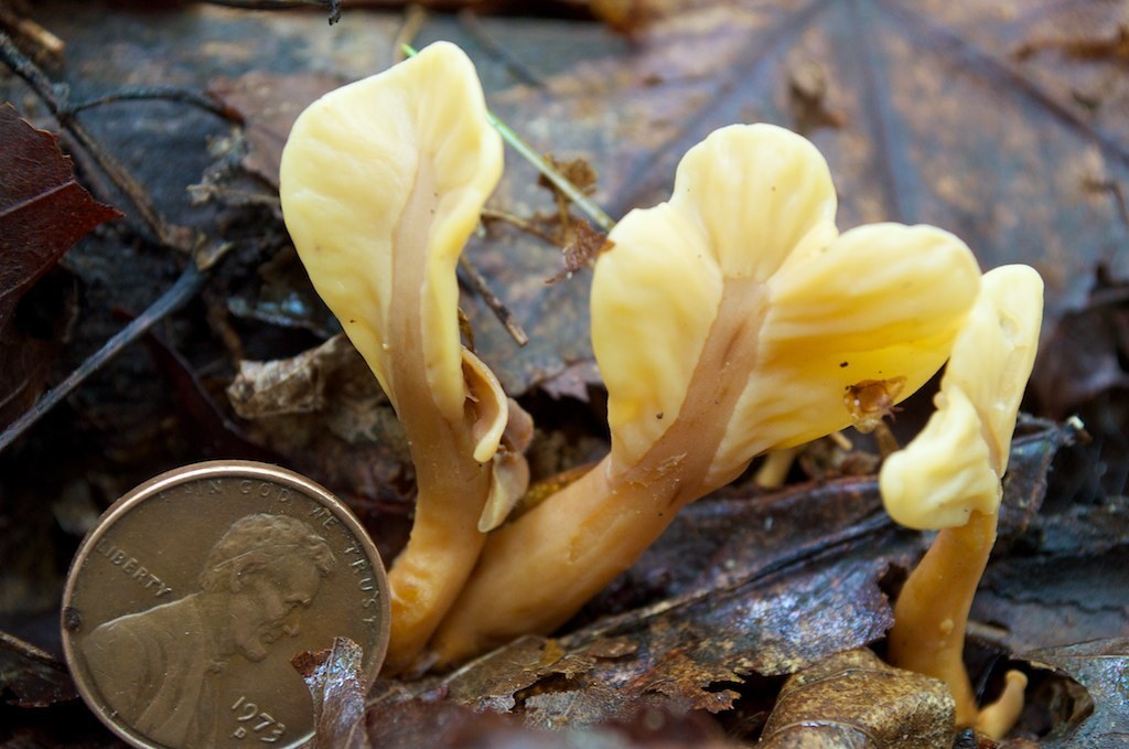 Cudoniaceae