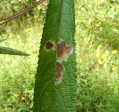 Calycomyza flavinotum
