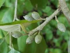 Elaeagnus
