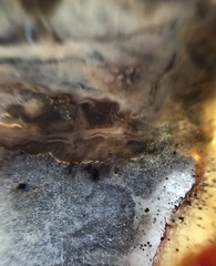 Botrytis