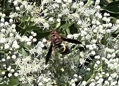 Euodynerus crypticus