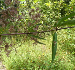 Calycomyza flavinotum