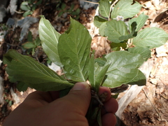 Lonicera alpigena