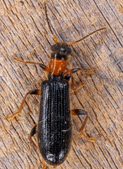 Cymatodera bicolor