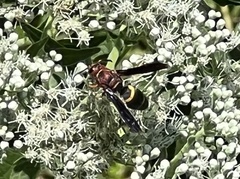 Euodynerus crypticus