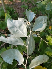 Elaeagnus
