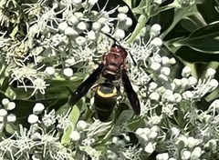 Euodynerus crypticus