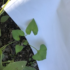 Viola pubescens