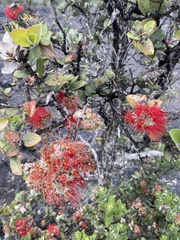 Metrosideros polymorpha