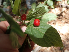 Lonicera alpigena