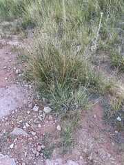 Schoenus nigricans