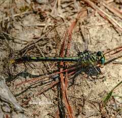 Arigomphus villosipes