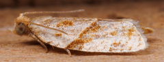 Clepsis peritana