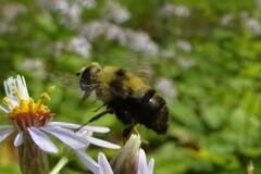 Eristalis flavipes