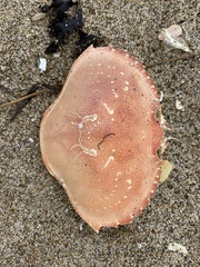 Metacarcinus magister