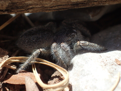 Philaeus chrysops