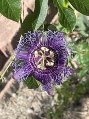 Passiflora