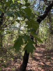 Quercus buckleyi
