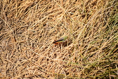 Stenobothrus rubicundulus