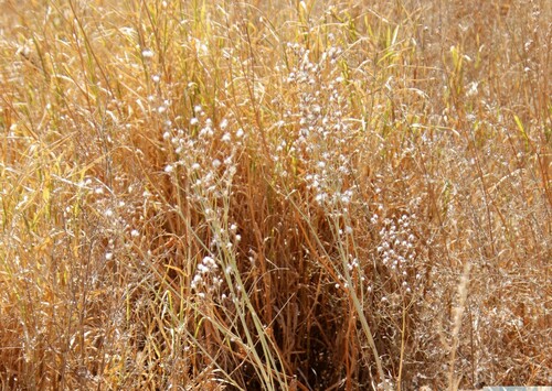 Launaea intybacea image