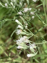 Eupatorium hyssopifolium