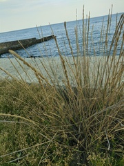 Thinopyrum elongatum