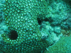 Montastraea cavernosa