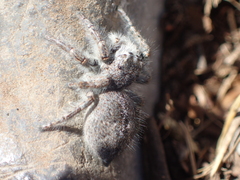 Philaeus chrysops