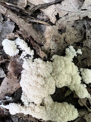 Didymium mucilago