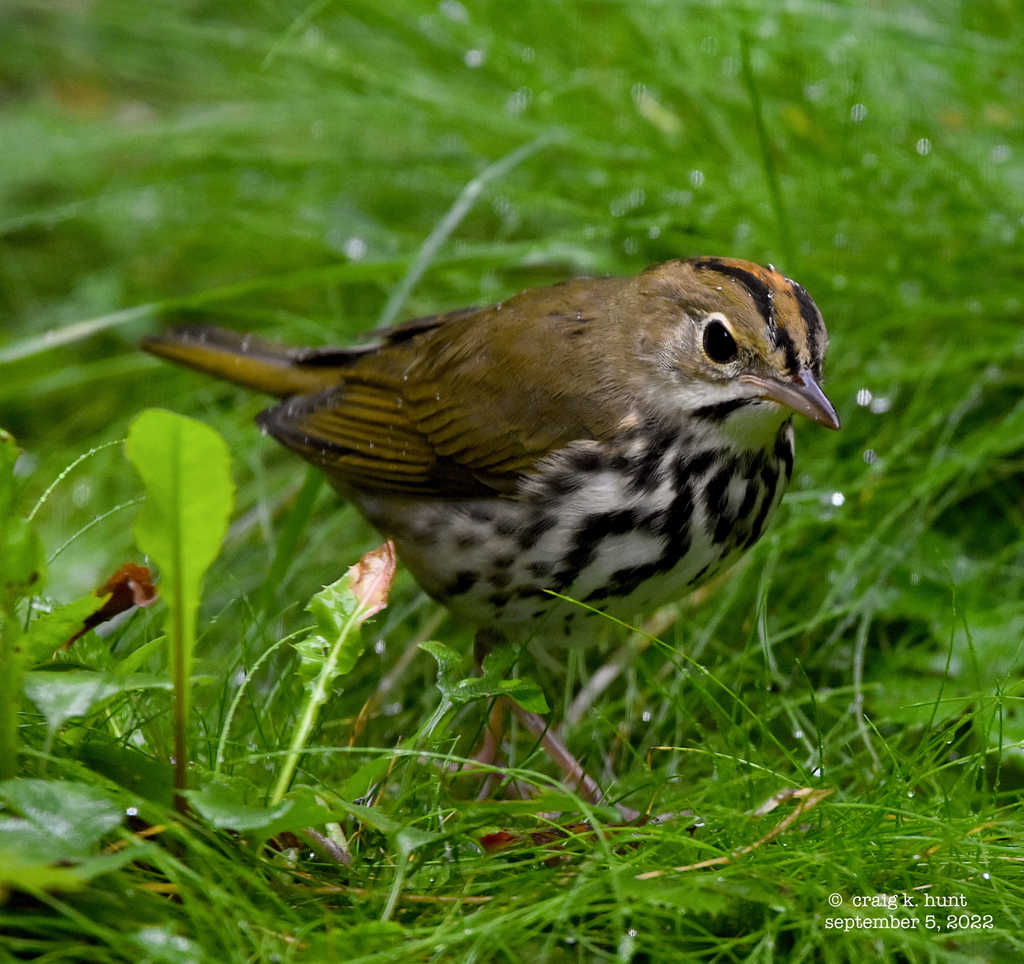 Ovenbird from Townshend, VT, USA on September 5, 2022 at 1205 PM by