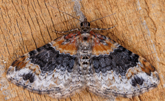 Xanthorhoe ferrugata