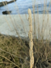 Thinopyrum elongatum