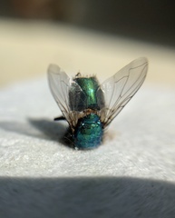 Oestroidea