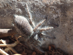 Philaeus chrysops