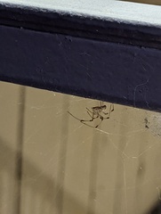 Latrodectus geometricus