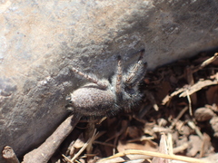 Philaeus chrysops
