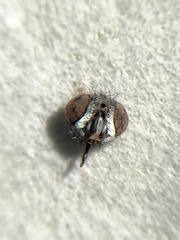 Oestroidea