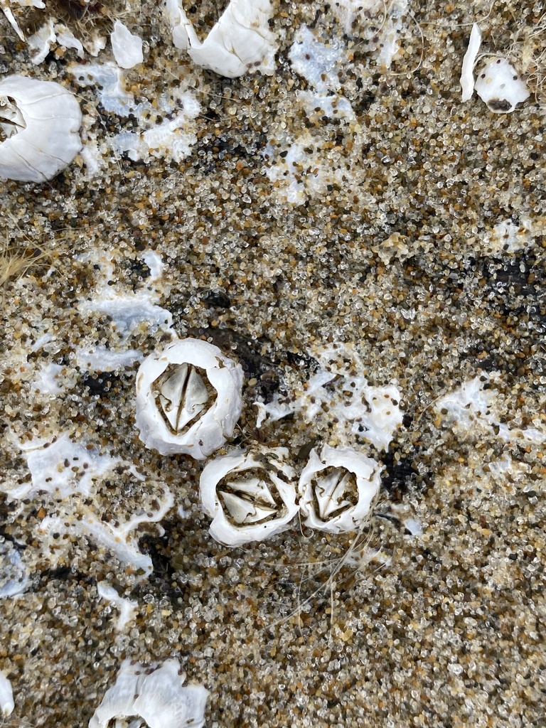 Balanidae from Siuslaw National Forest, North Bend, OR, US on August 31 ...