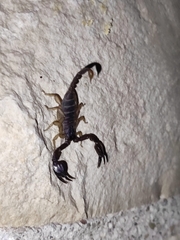 Euscorpius
